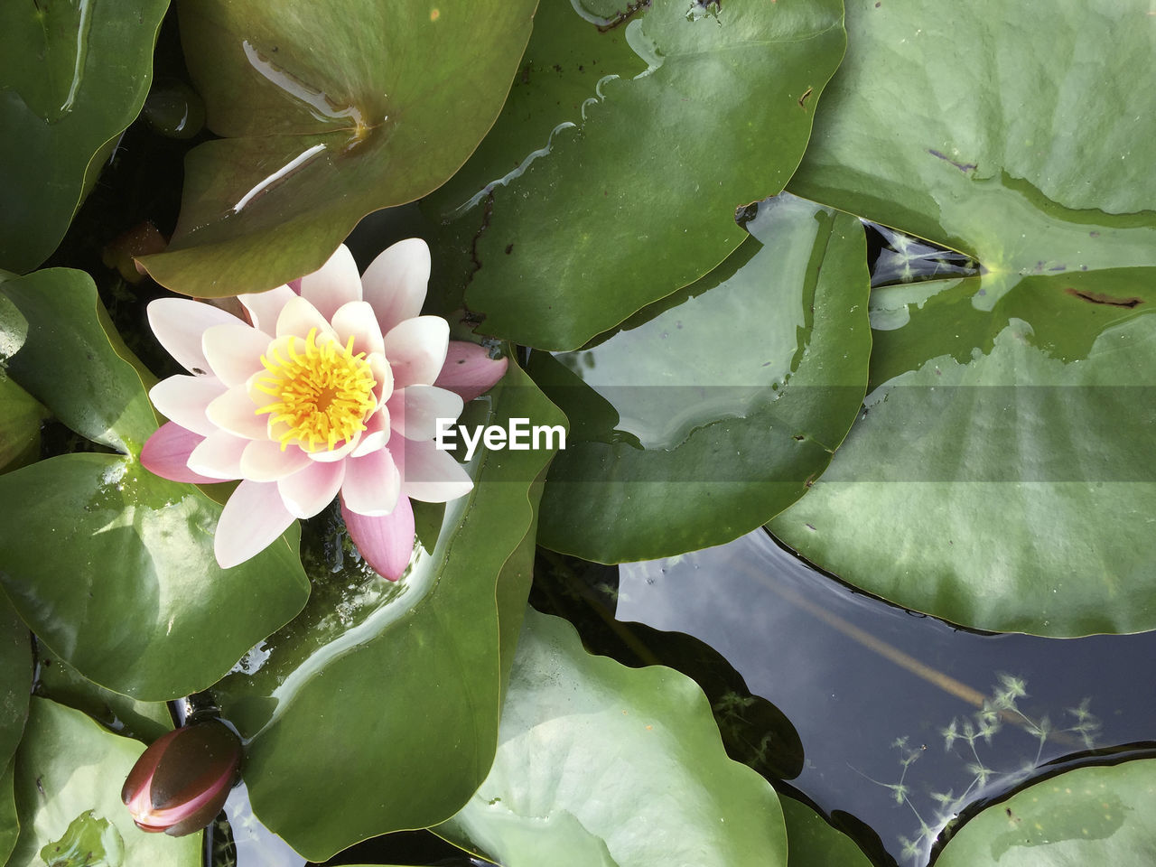 Close up of pink water lily in pond in summer