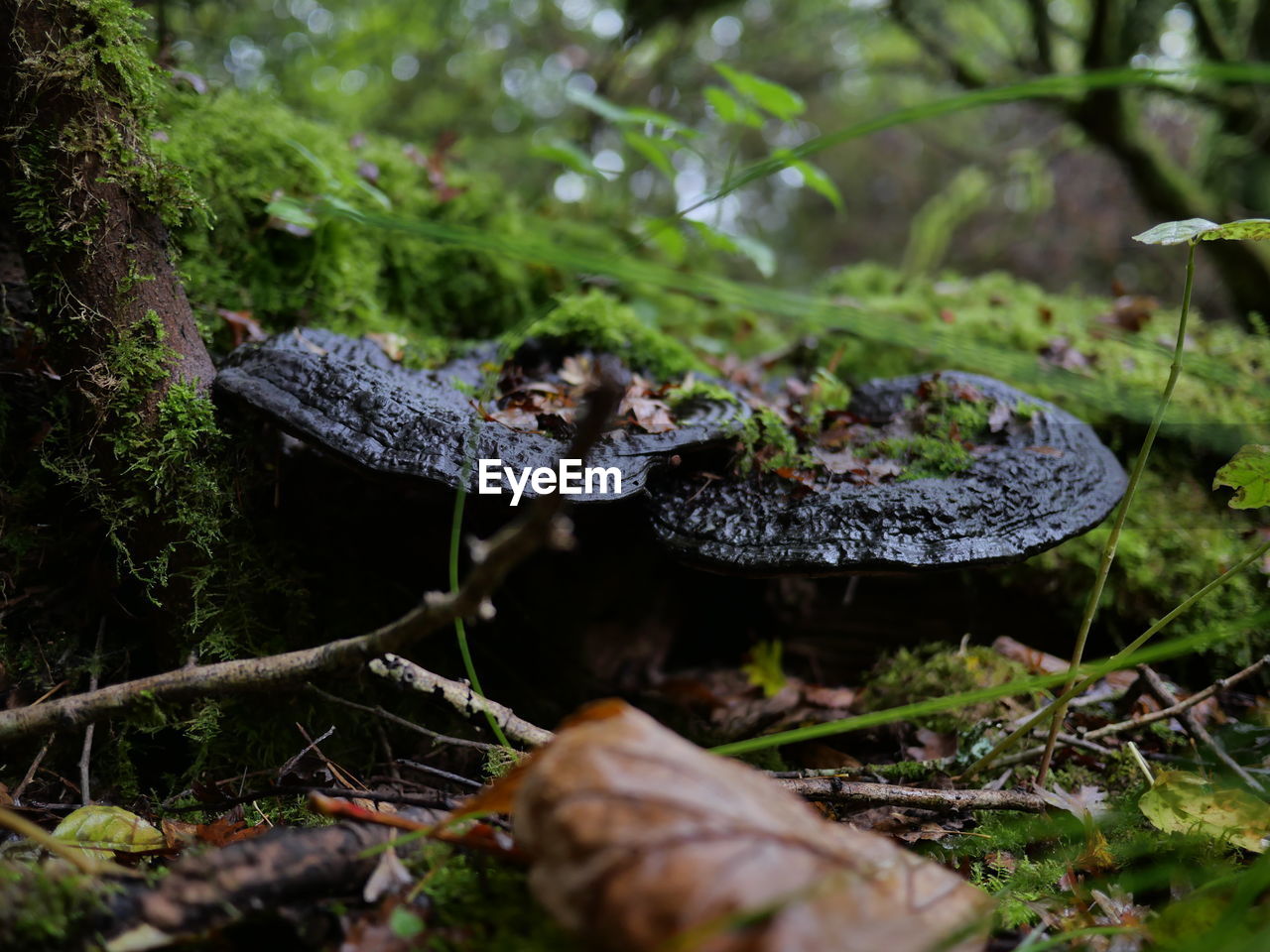 CLOSE-UP OF MUSHROOMS GROWING ON FIELD