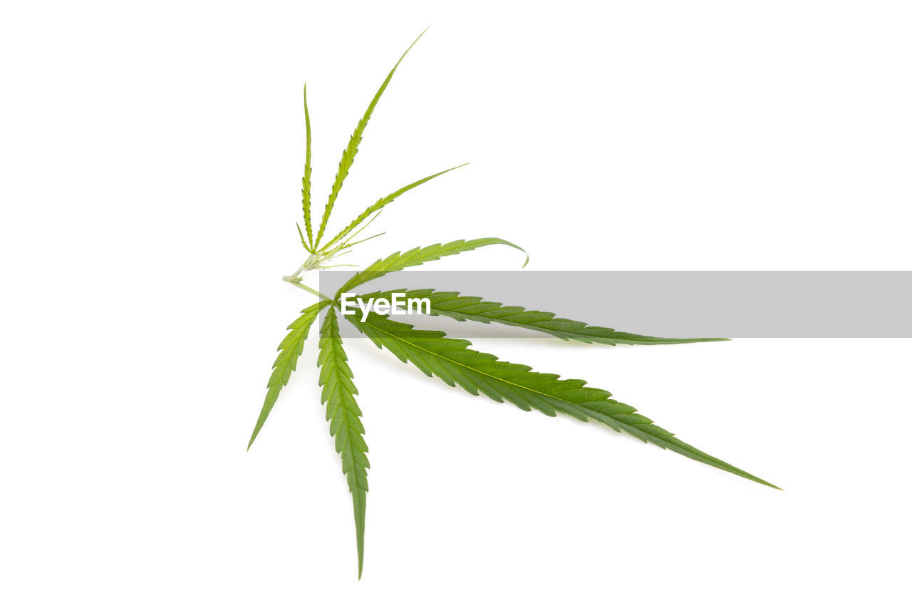leaf, plant, plant part, medicine, herb, green, herbal medicine, healthcare and medicine, cut out, white background, cannabis, branch, food and drink, food, cannabis plant, studio shot, grass, nature, narcotic, alternative medicine, flower, plant stem, no people, indoors, line, freshness, close-up, growth