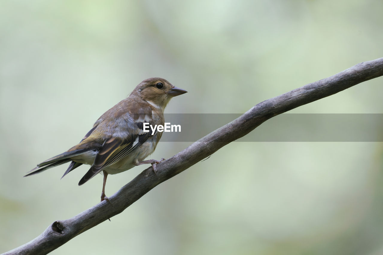 Close-up of bird perching on branch