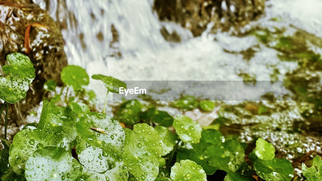 CLOSE-UP OF WATER FLOWING THROUGH PLANTS