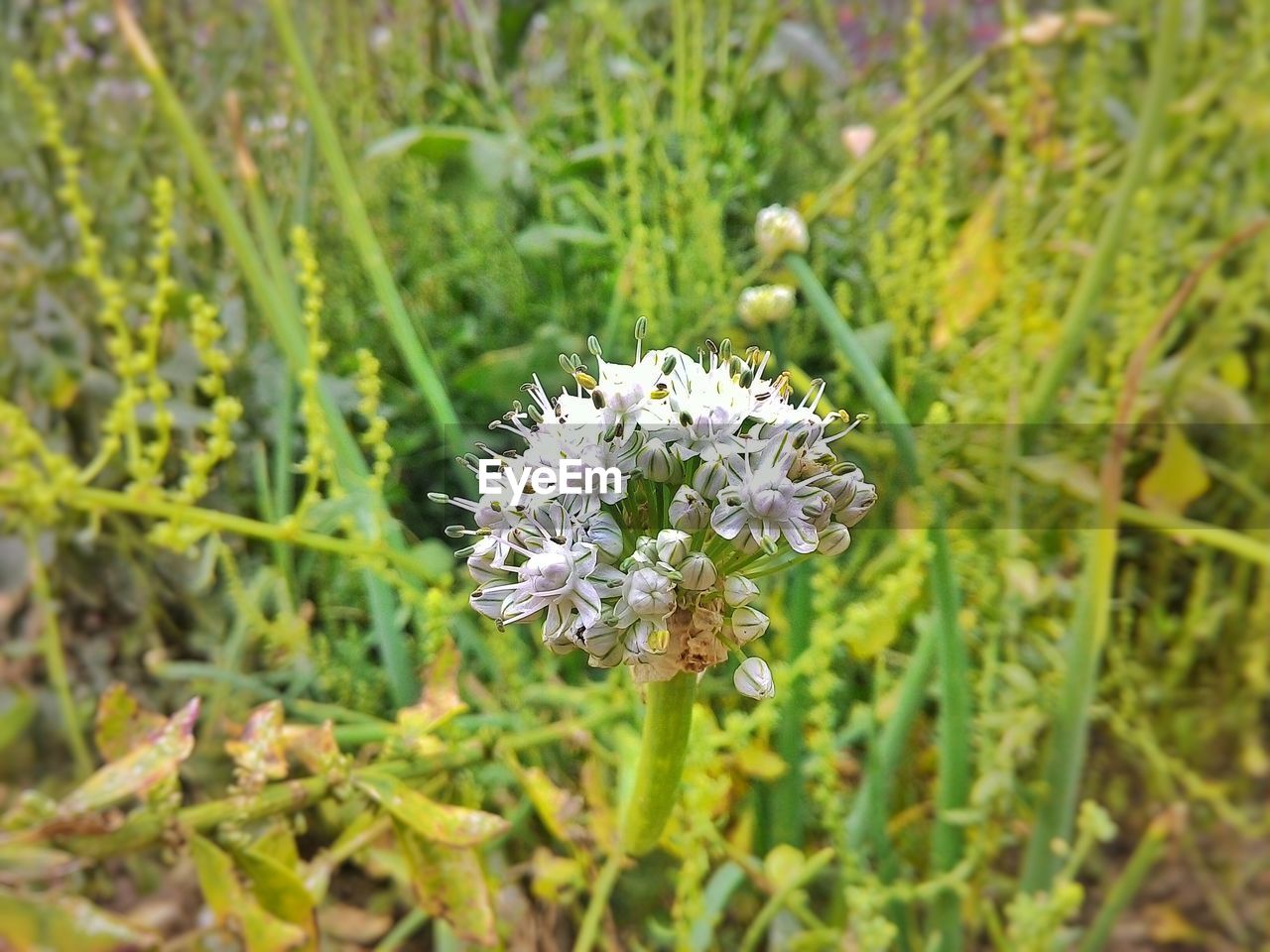 CLOSE-UP OF WHITE FLOWERS BLOOMING OUTDOORS