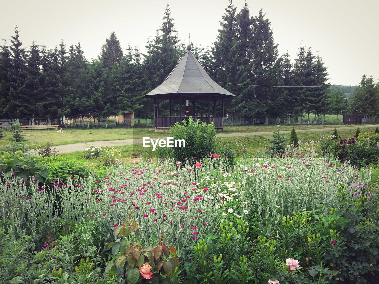 FLOWERS BLOOMING ON FIELD BY TREES