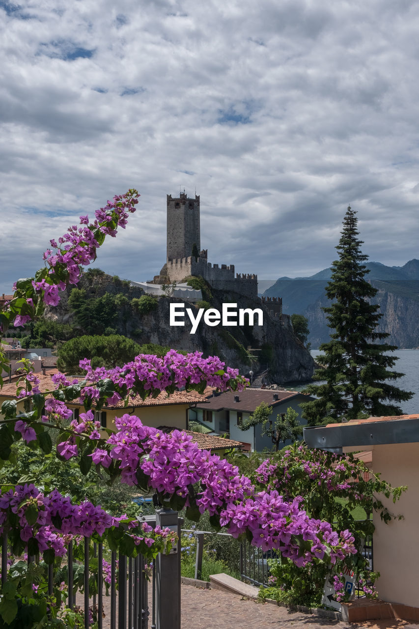 Purple flowering plants by trees against sky