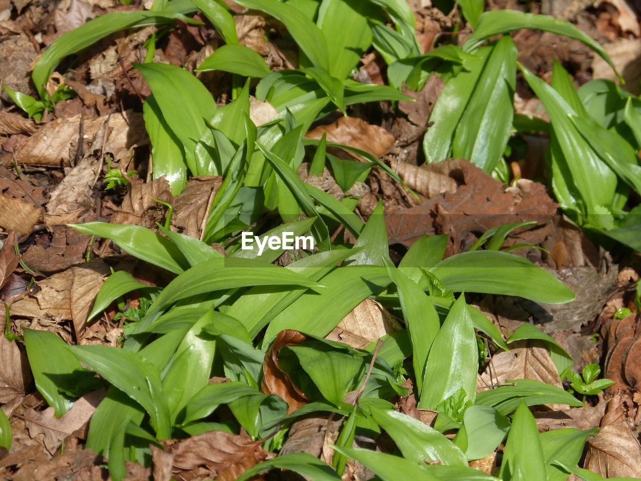 CLOSE-UP OF LIZARD ON PLANTS