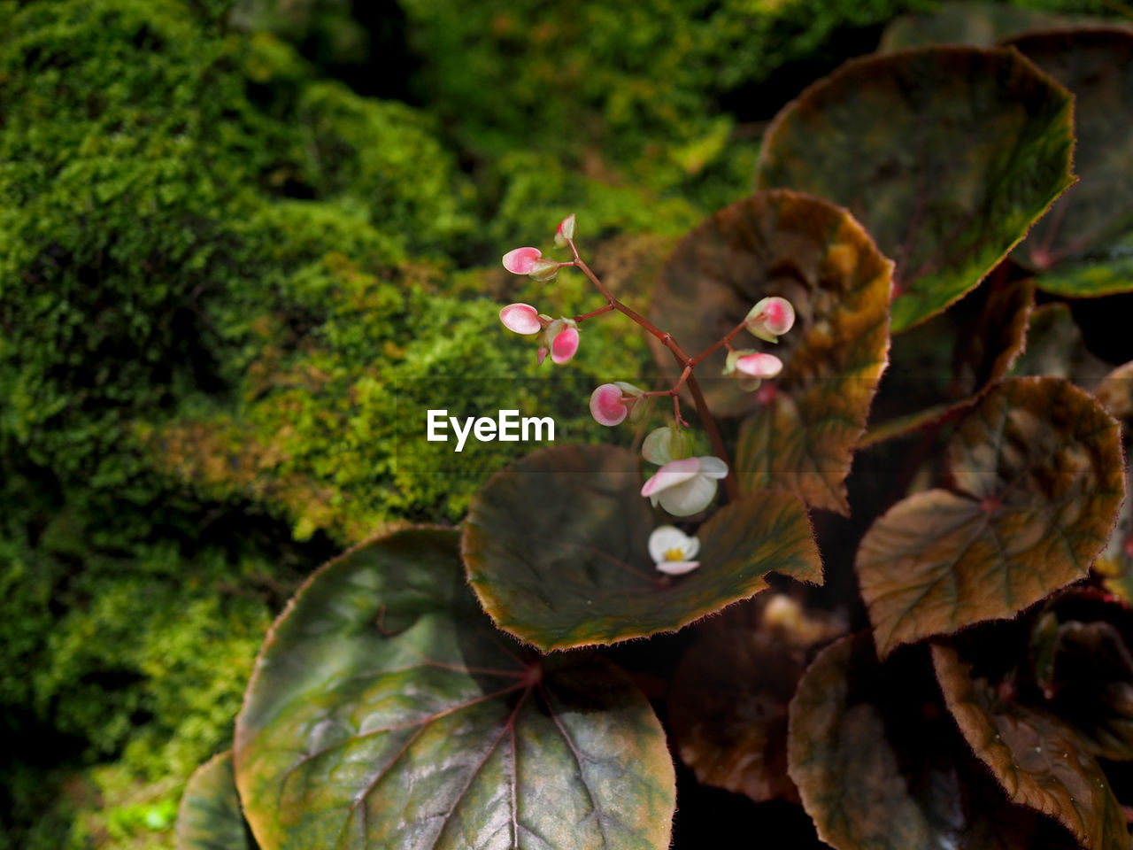 Closeup of a wild flower growing in the forest.