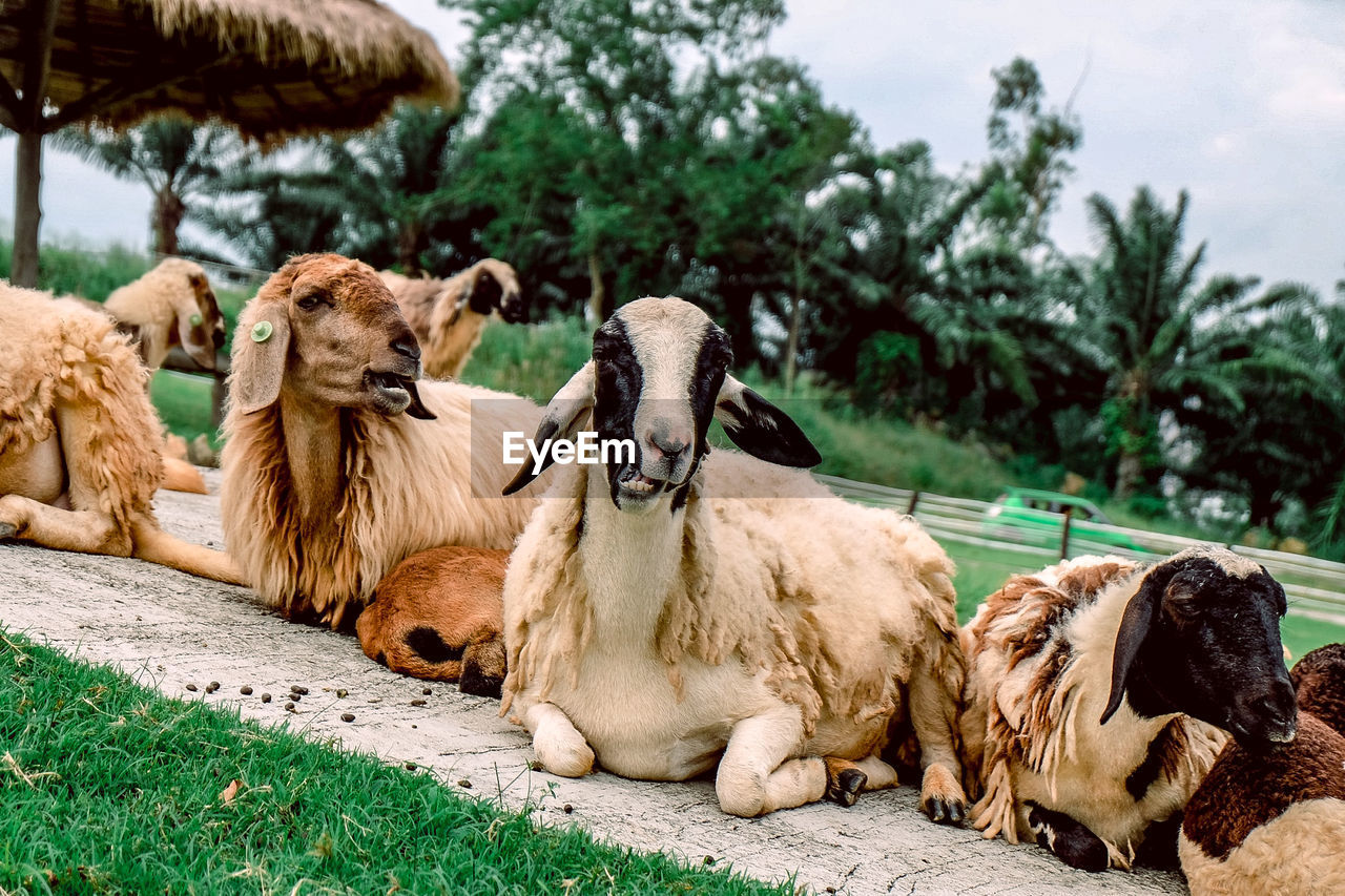 VIEW OF SHEEP ON FIELD