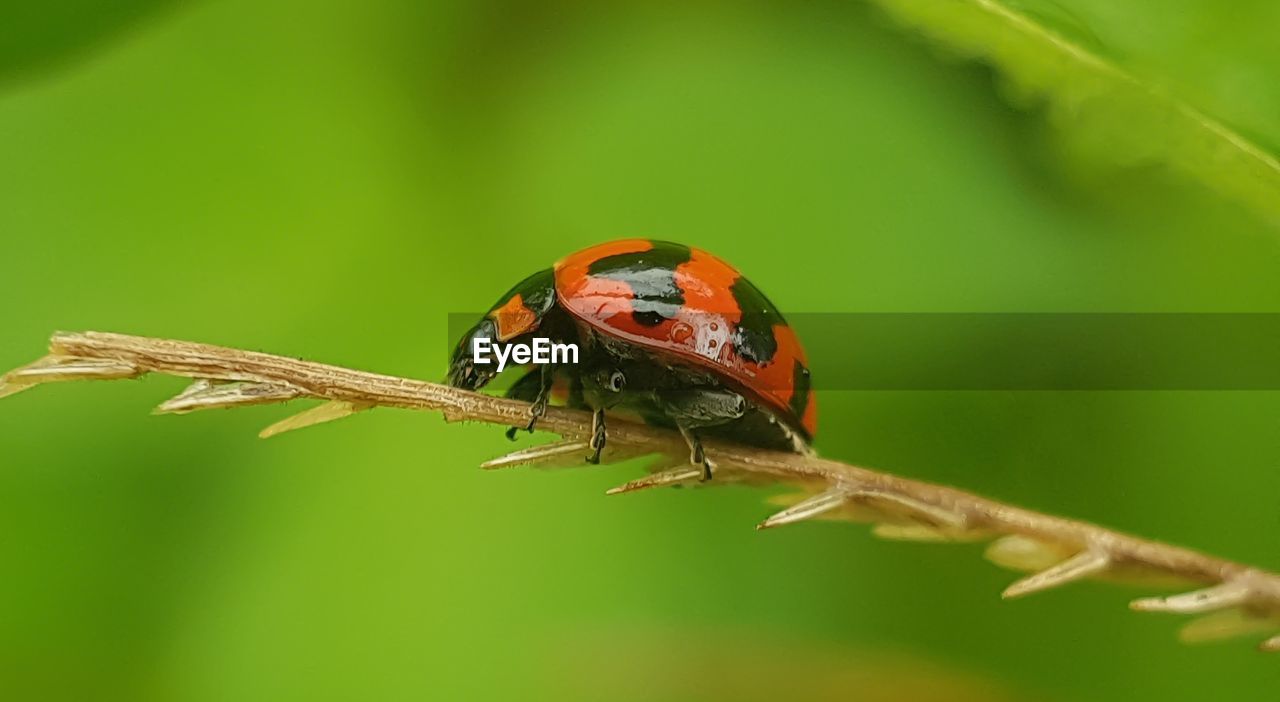 CLOSE-UP OF LADYBUG ON PLANT OUTDOORS