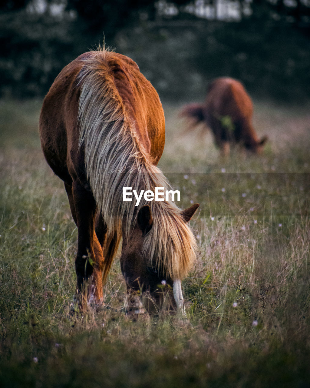 close-up of a horse on field