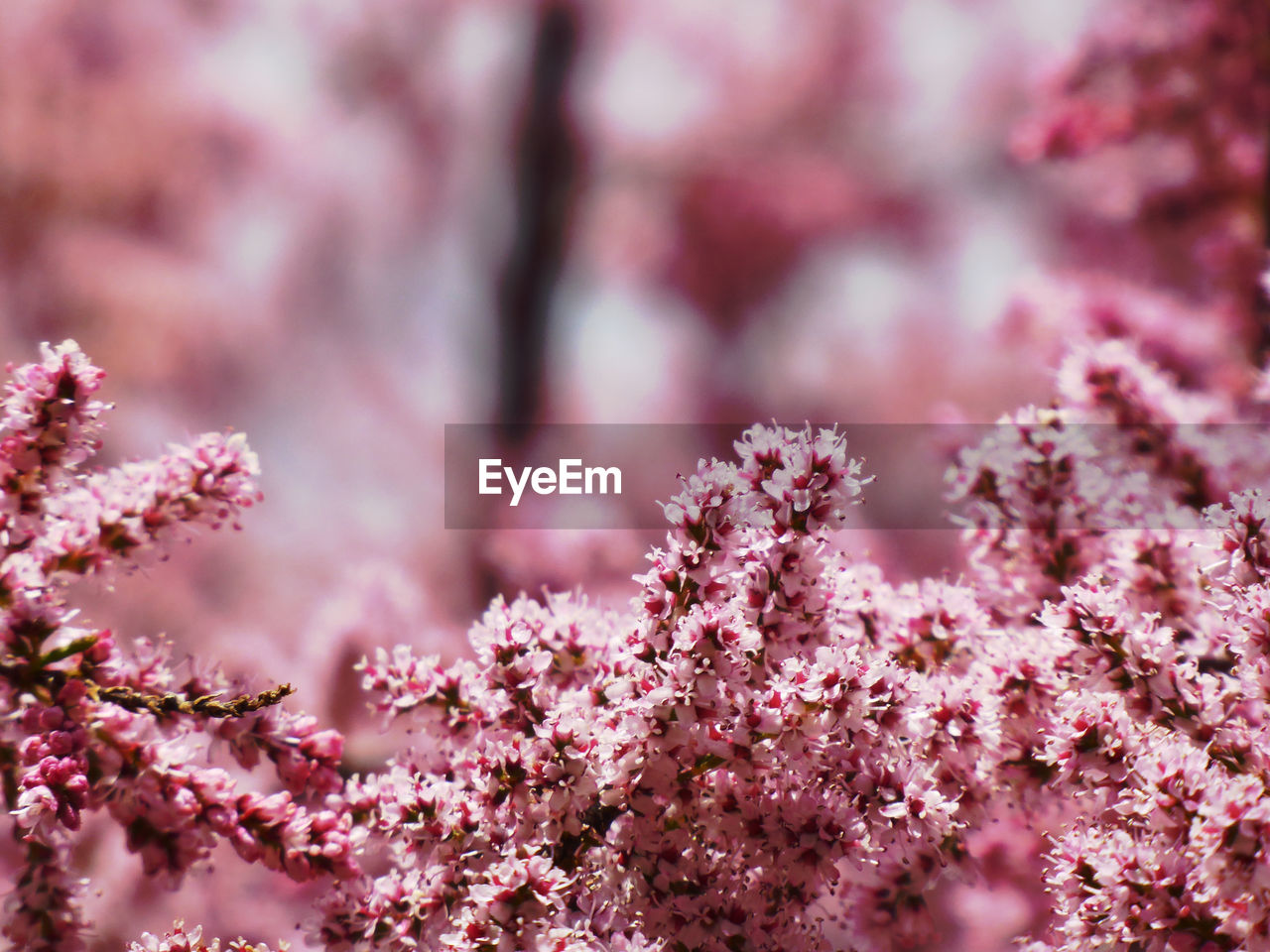 Close-up of pink cherry blossoms