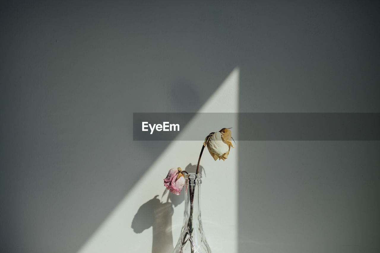 CLOSE-UP OF INSECT ON FLOWER AGAINST BLURRED BACKGROUND