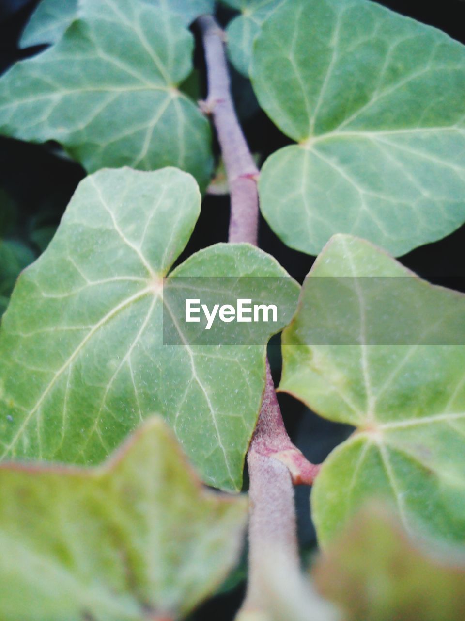 Close-up of leaves