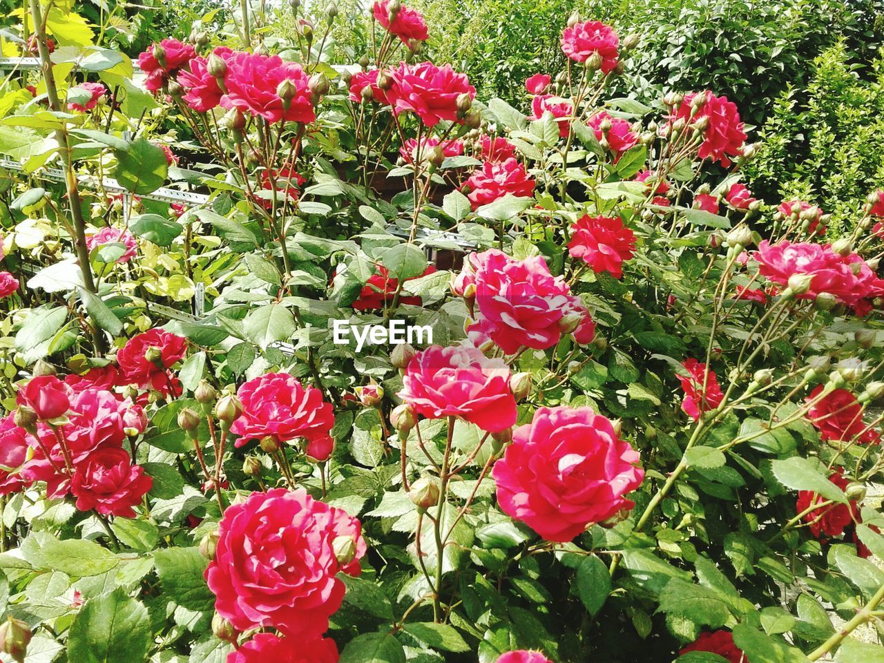 CLOSE-UP OF FLOWERS BLOOMING OUTDOORS