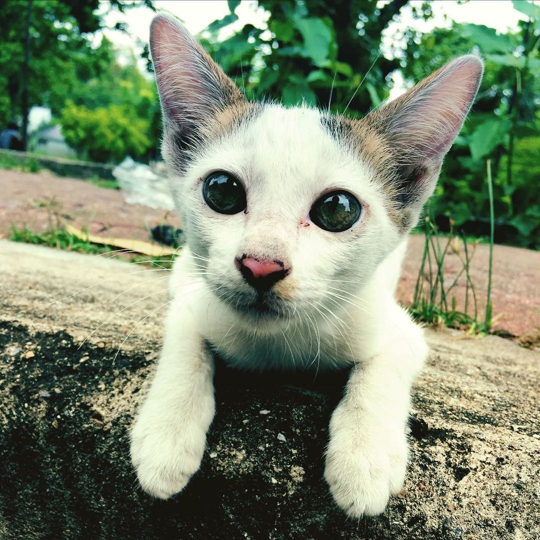 Portrait of cat on field