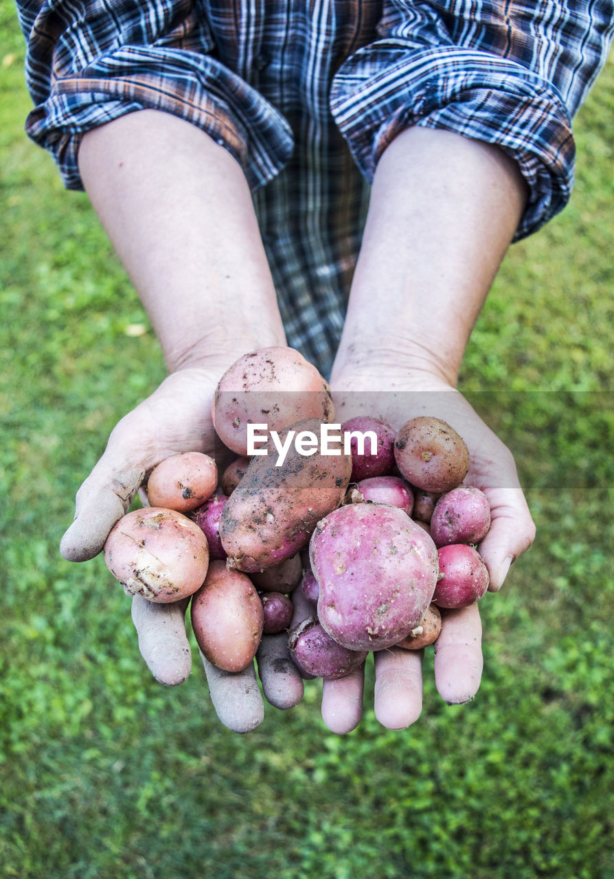 Close-up of hand holding potatoes on field