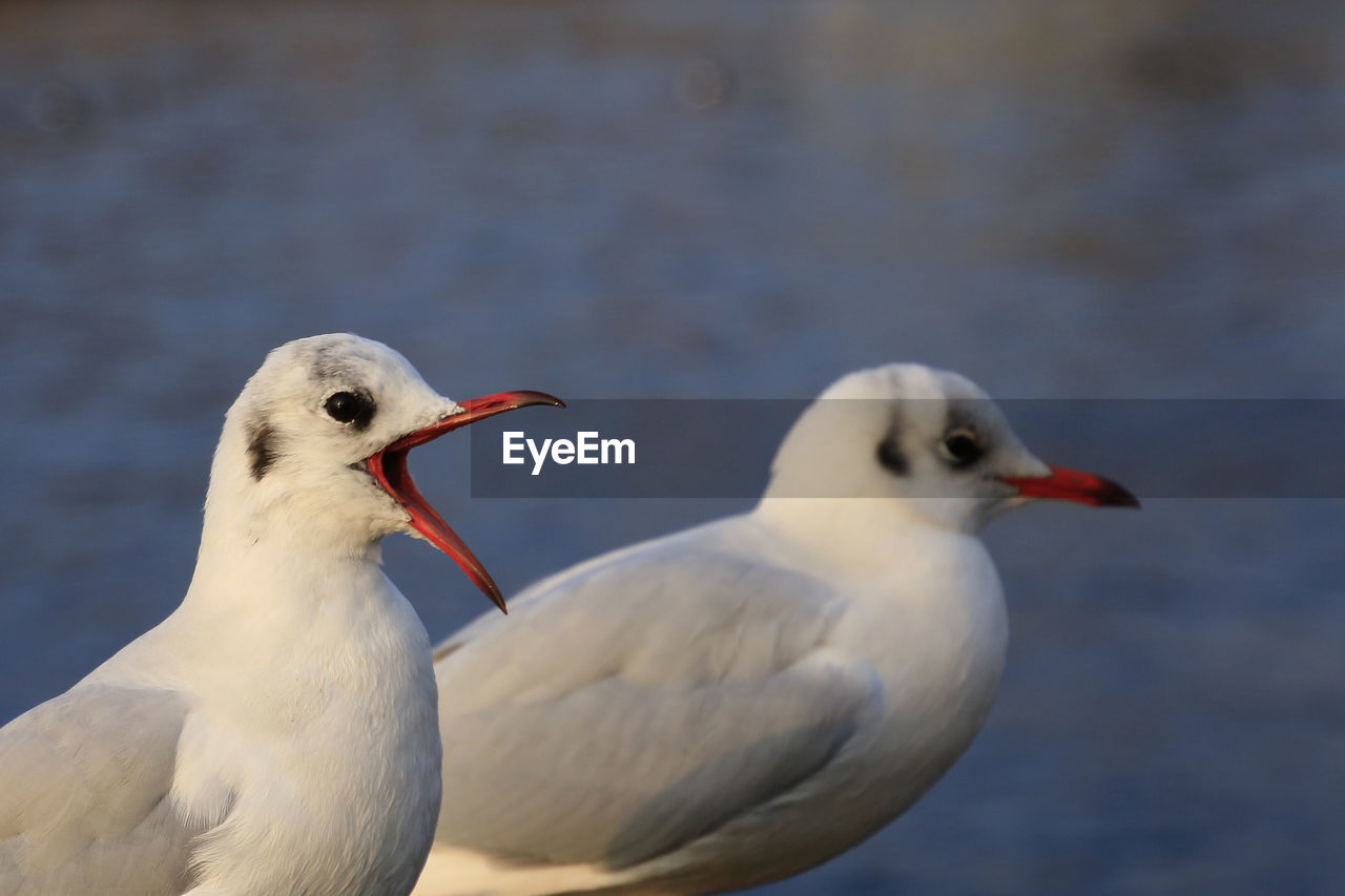 Close-up of two seagulls against sea