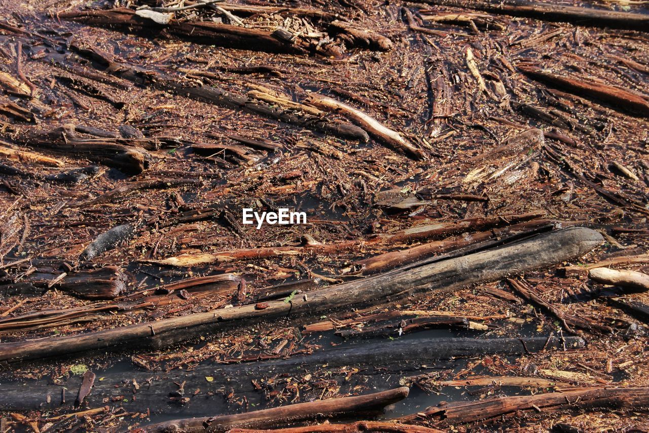 HIGH ANGLE VIEW OF LOG IN FIELD