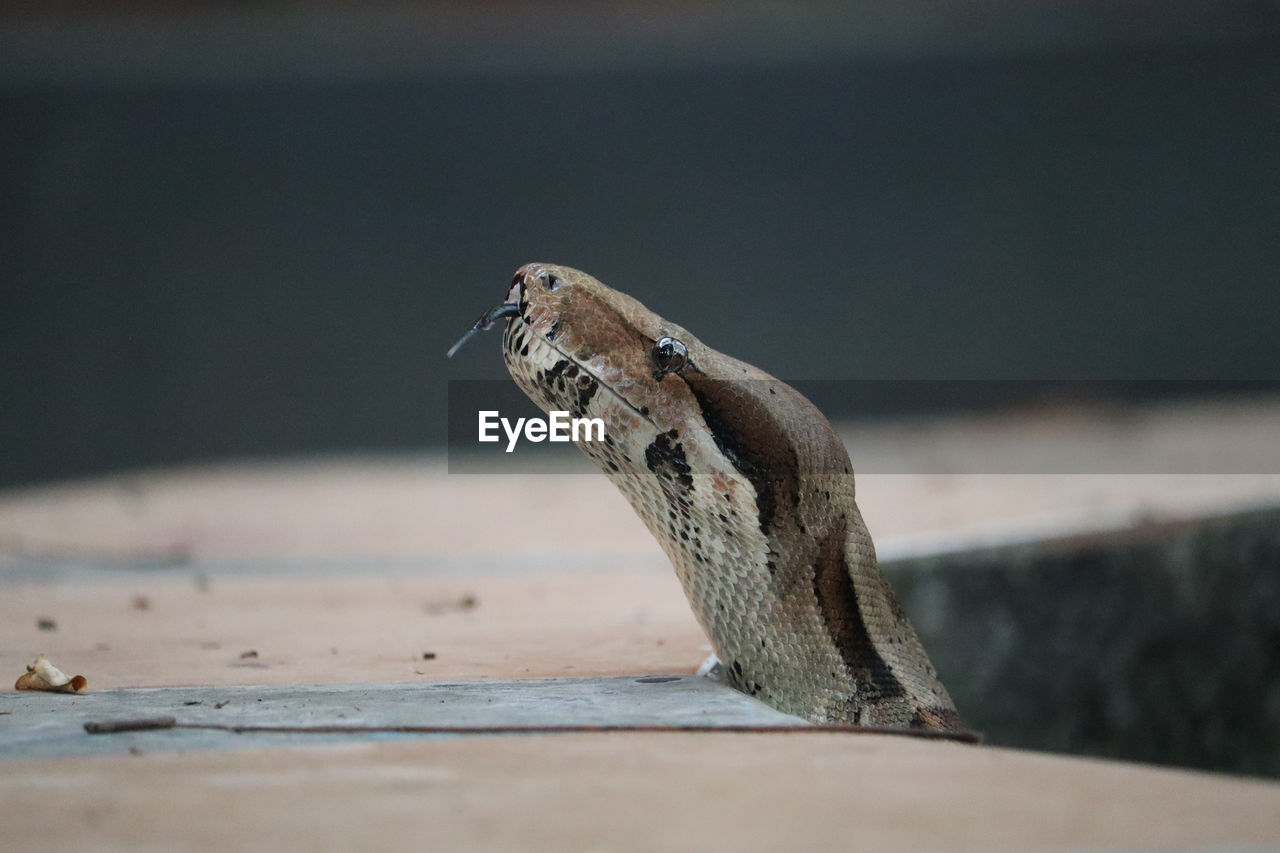 Close-up of a snake looking away