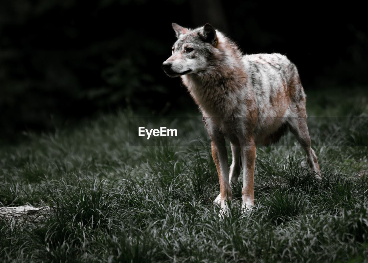 Portrait of a wolf on field