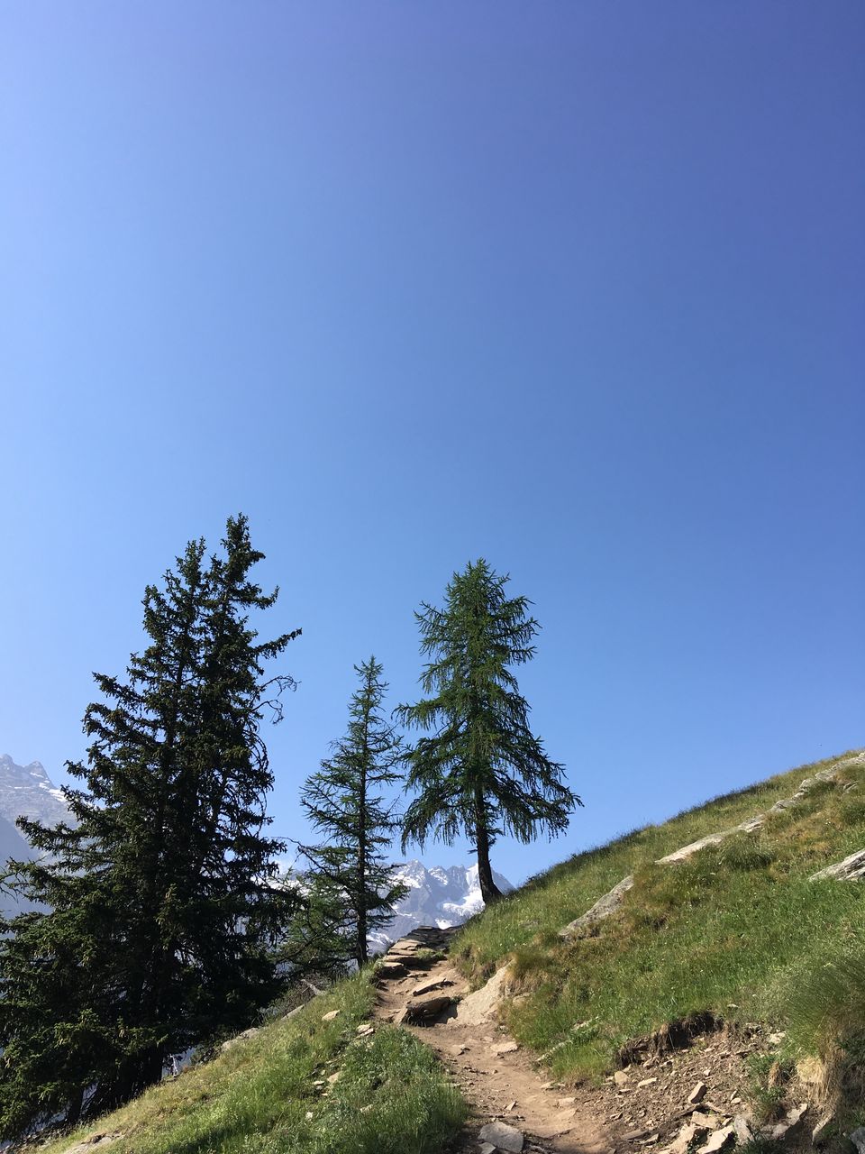 tree, plant, sky, nature, blue, clear sky, low angle view, no people, beauty in nature, day, scenics - nature, outdoors, tranquility, growth, copy space, leaf, grass, green, reflection, sunny, sunlight, land, coniferous tree, tranquil scene, environment, pine tree