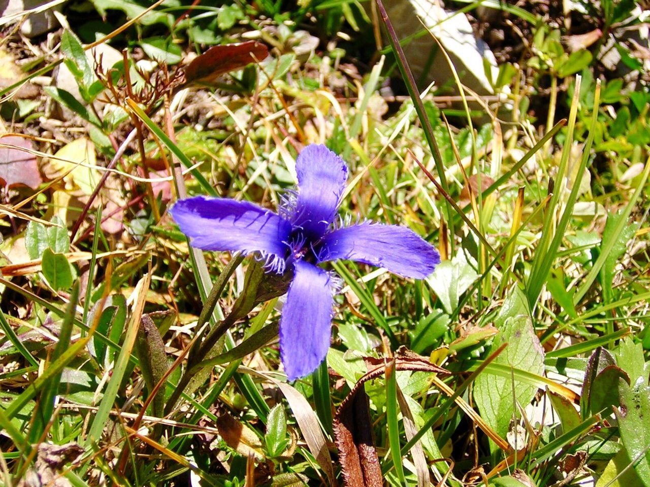 CLOSE-UP OF PURPLE FLOWERS BLOOMING