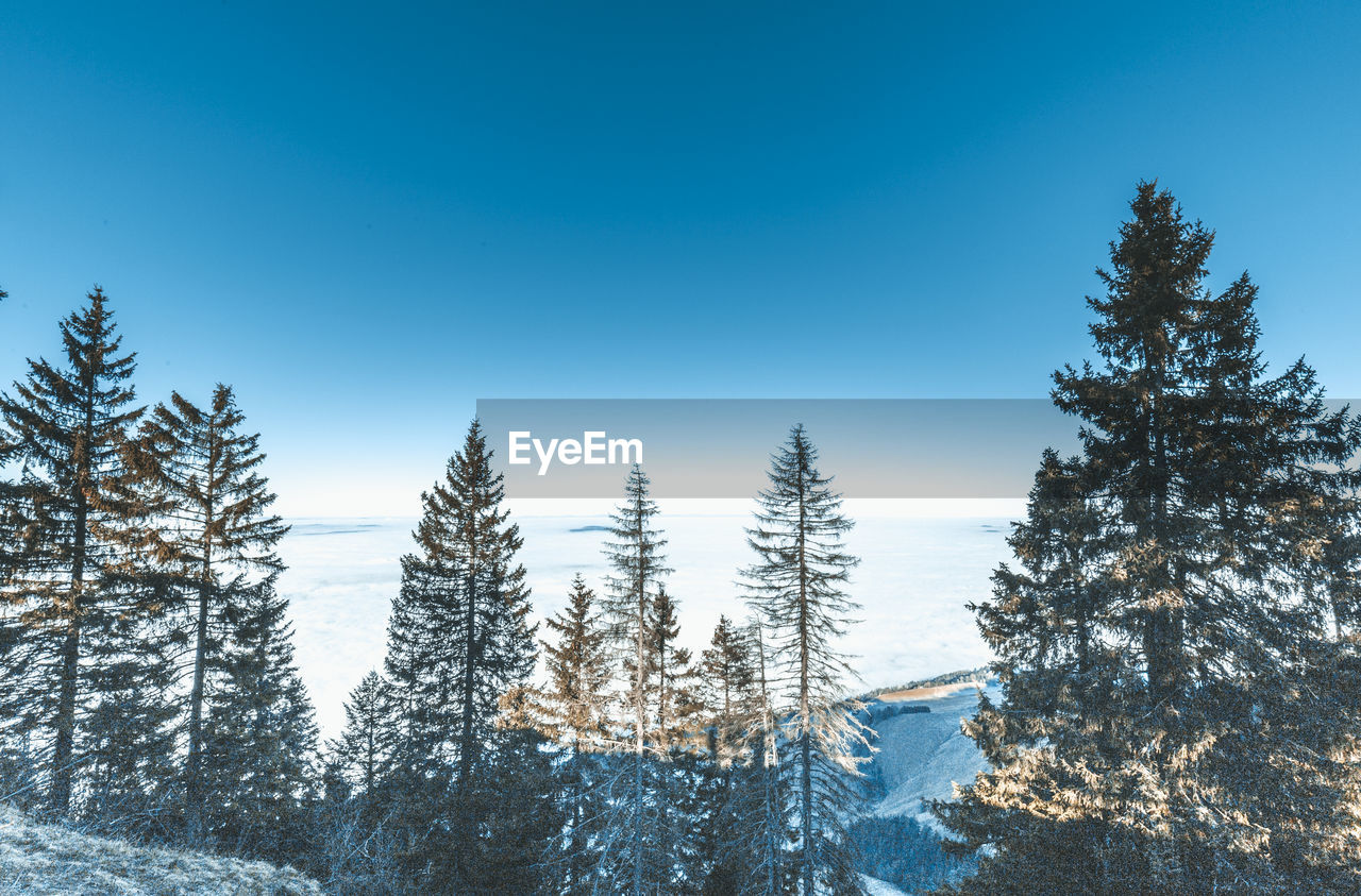 Trees on snow covered landscape against blue sky