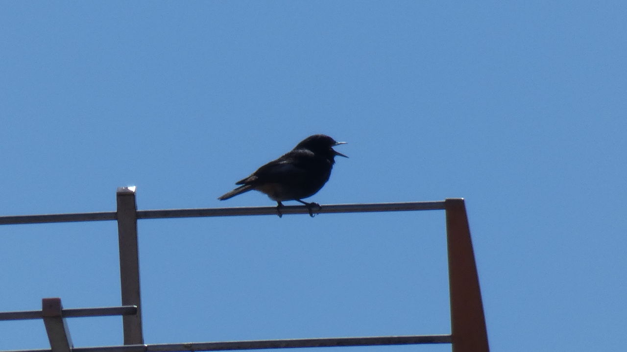 LOW ANGLE VIEW OF BIRD PERCHING ON METAL