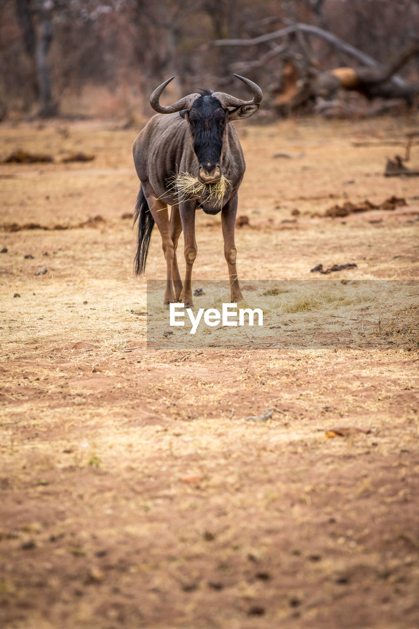 HORSE RUNNING ON FIELD