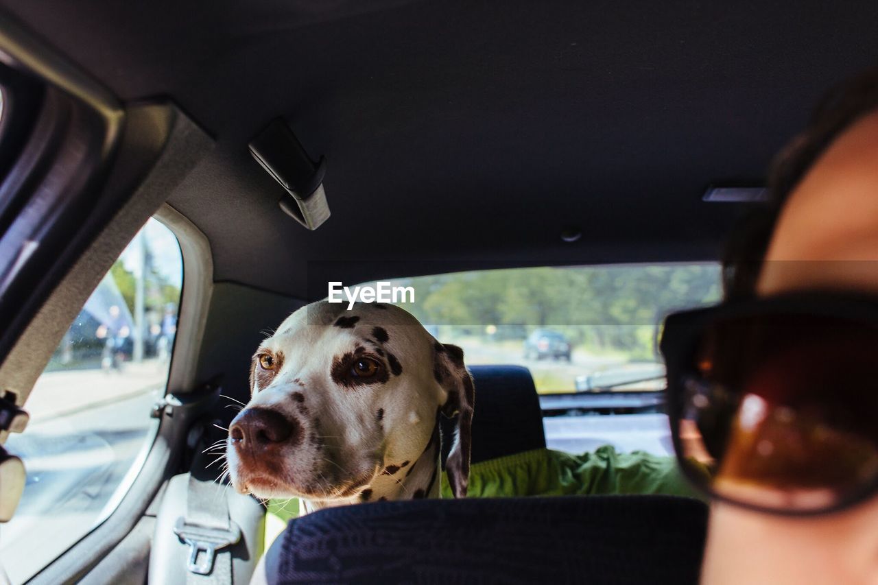 Cropped image of person with dalmatian traveling in car