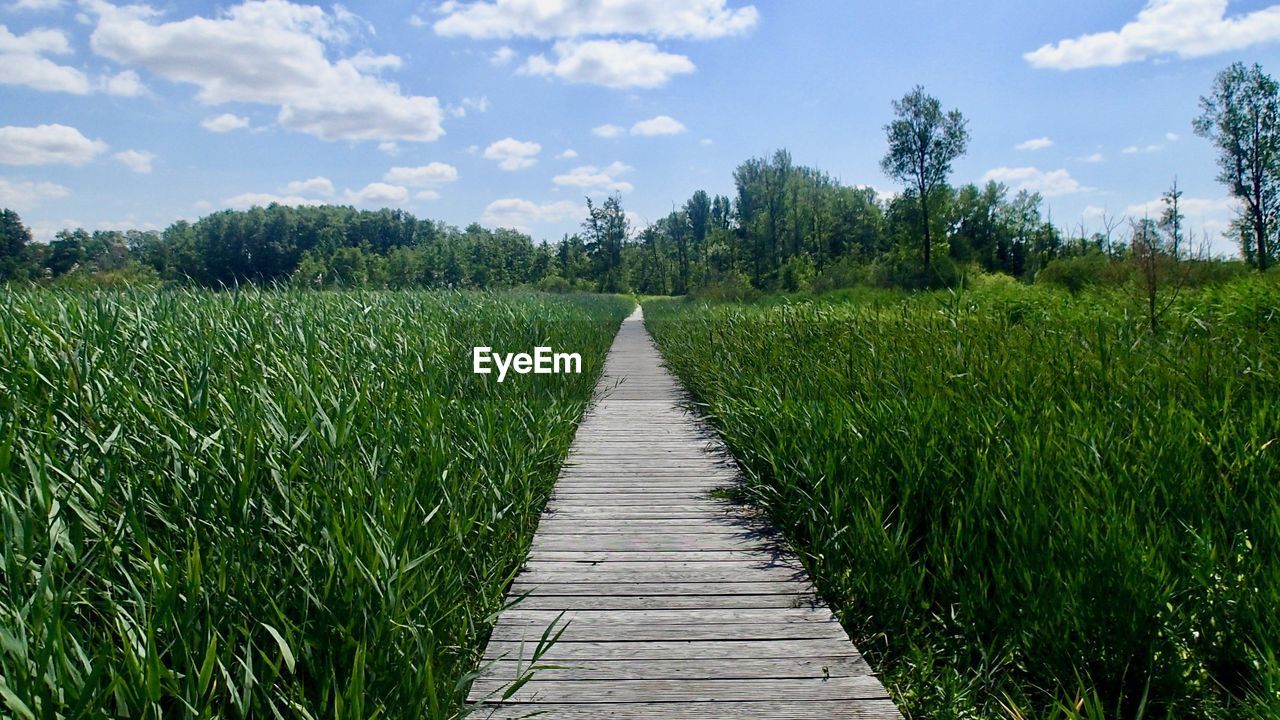 DIRT ROAD ALONG PLANTS ON FIELD