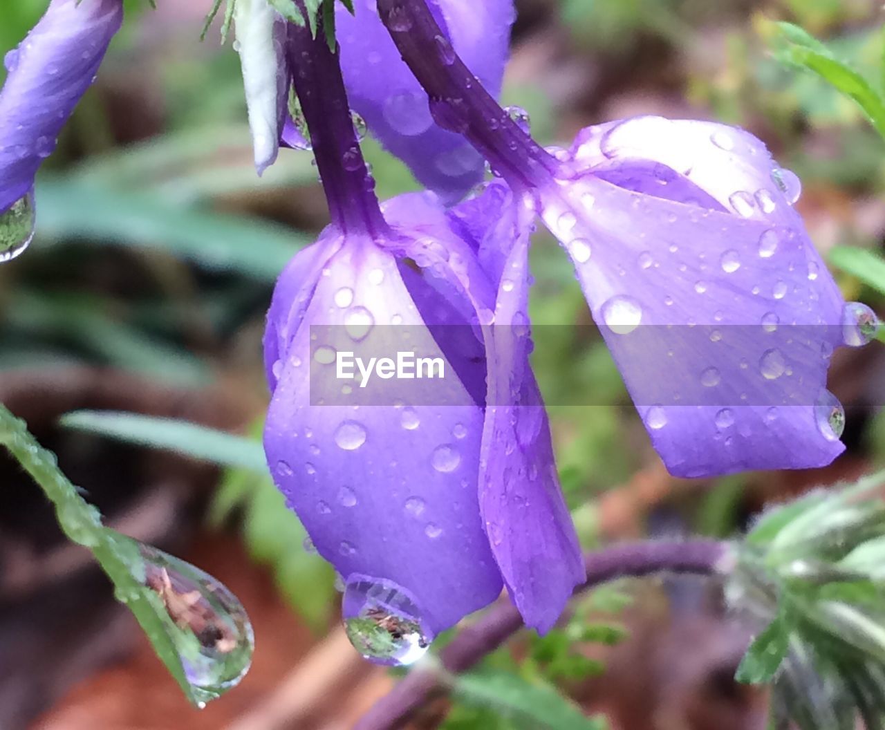 CLOSE-UP OF WET FLOWERS