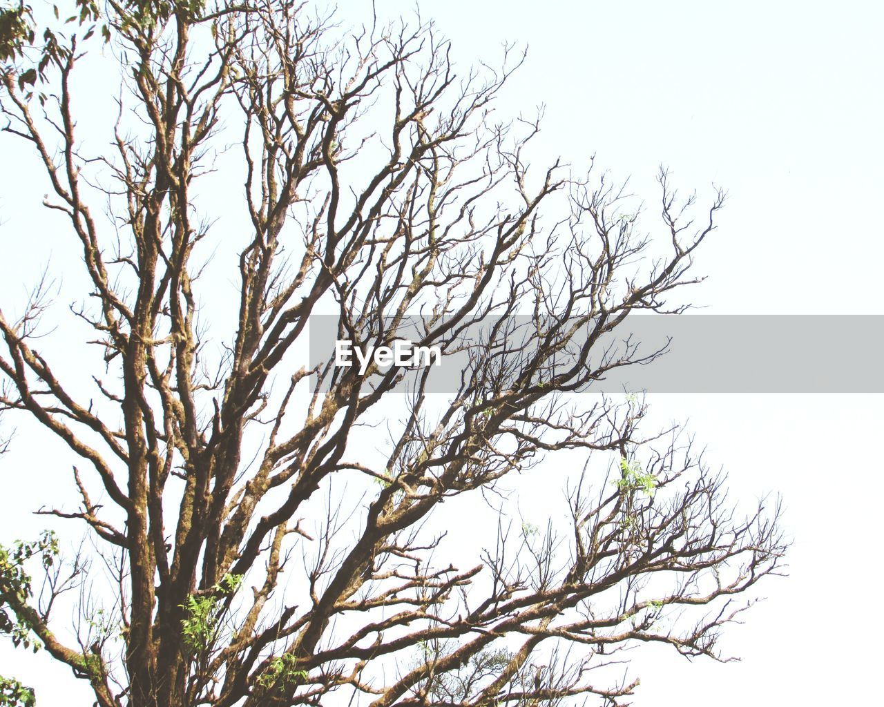 CLOSE-UP OF BARE TREE AGAINST CLEAR SKY
