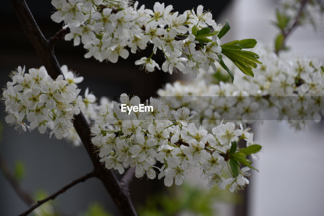 CLOSE-UP OF CHERRY BLOSSOM TREE