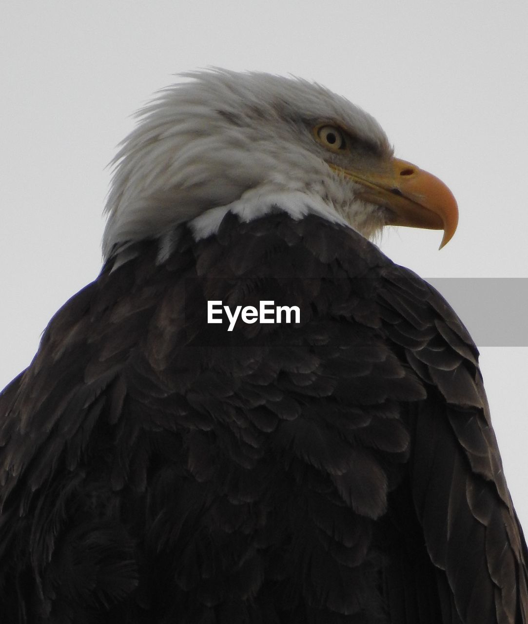 CLOSE-UP OF EAGLE