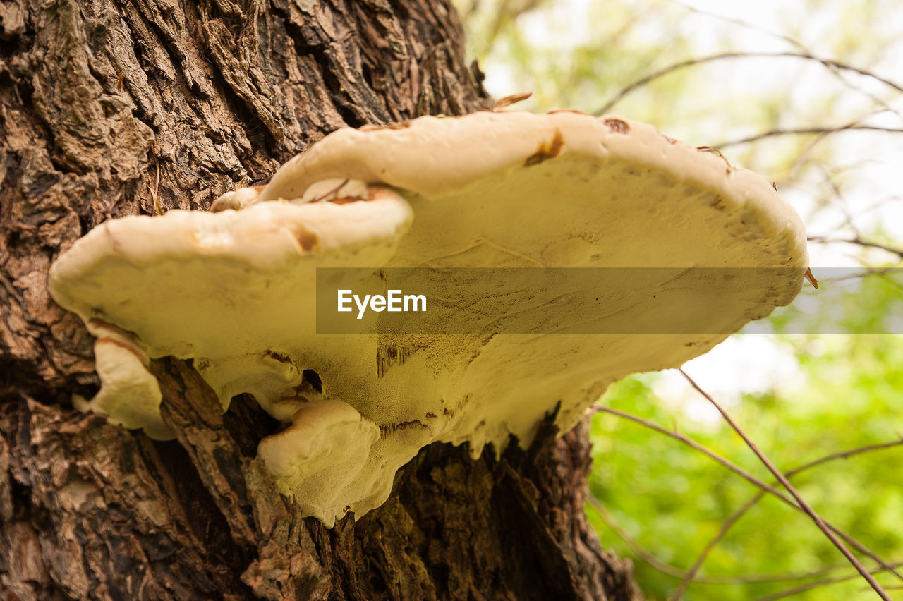 CLOSE-UP OF MUSHROOM GROWING ON TREE