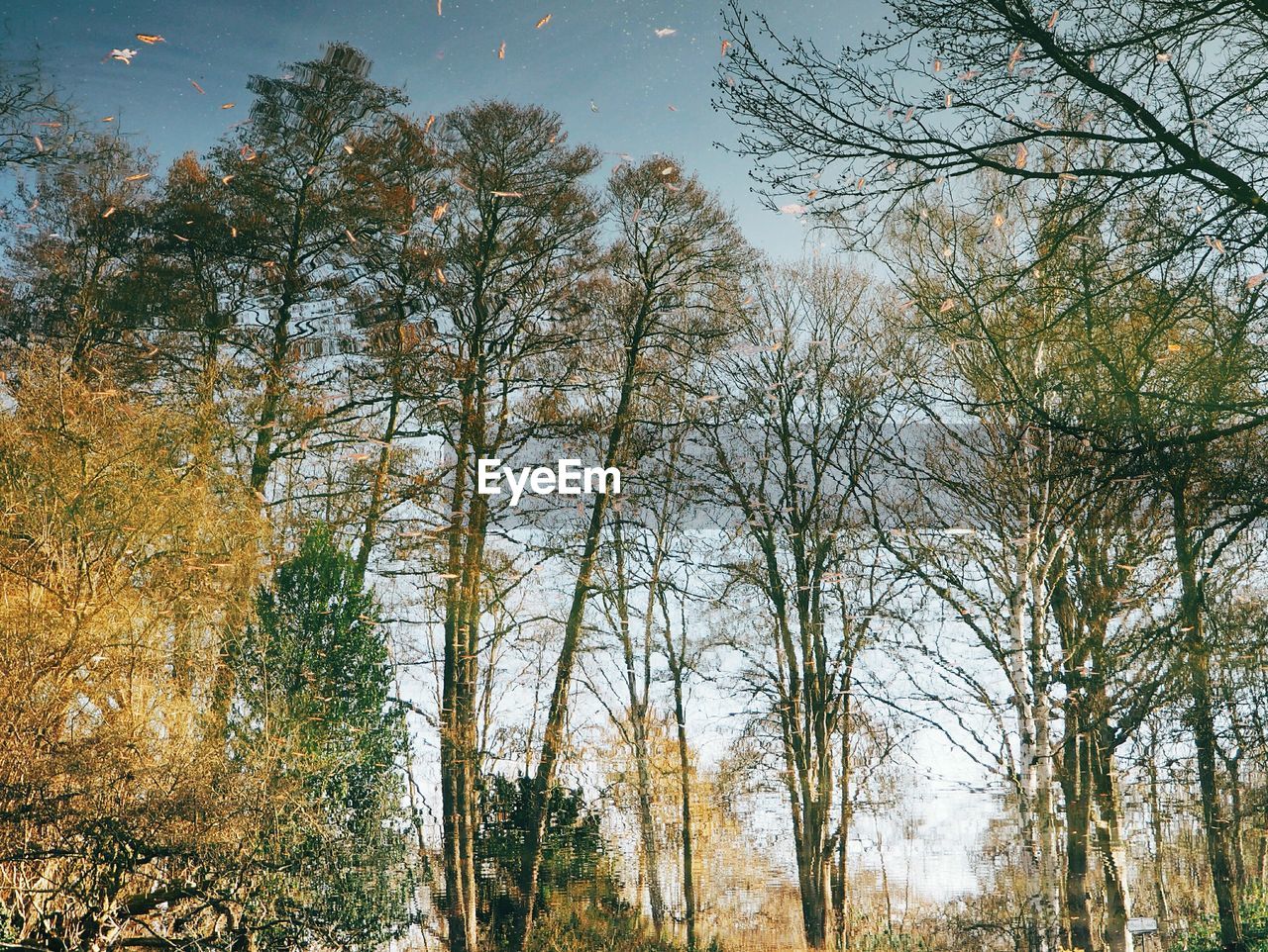 Low angle view of trees