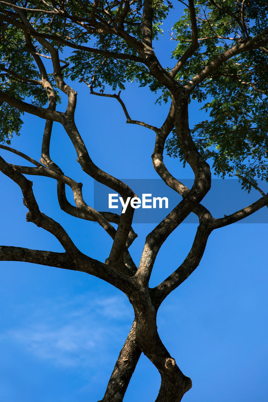 Low angle view of bare trees against blue sky