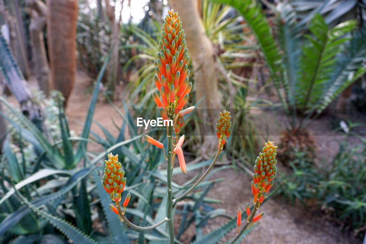 CLOSE-UP OF FRESH ORANGE PLANT