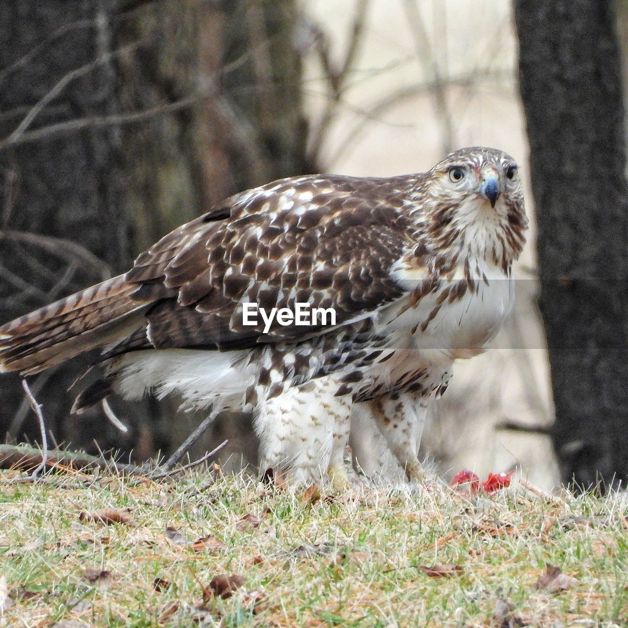 animal themes, animal, bird, animal wildlife, wildlife, bird of prey, one animal, hawk, falcon, beak, plant, nature, no people, grass, buzzard, full length, outdoors, day