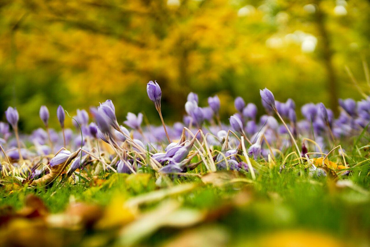 Close-up of purple buds on field
