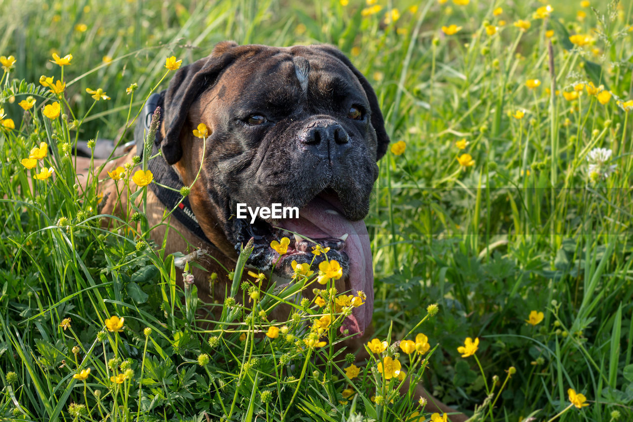 Portrait of dog on field