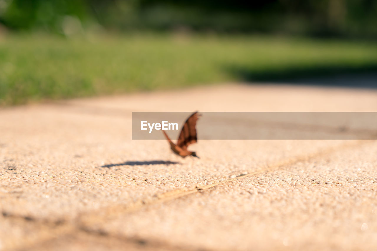 CLOSE-UP OF INSECT