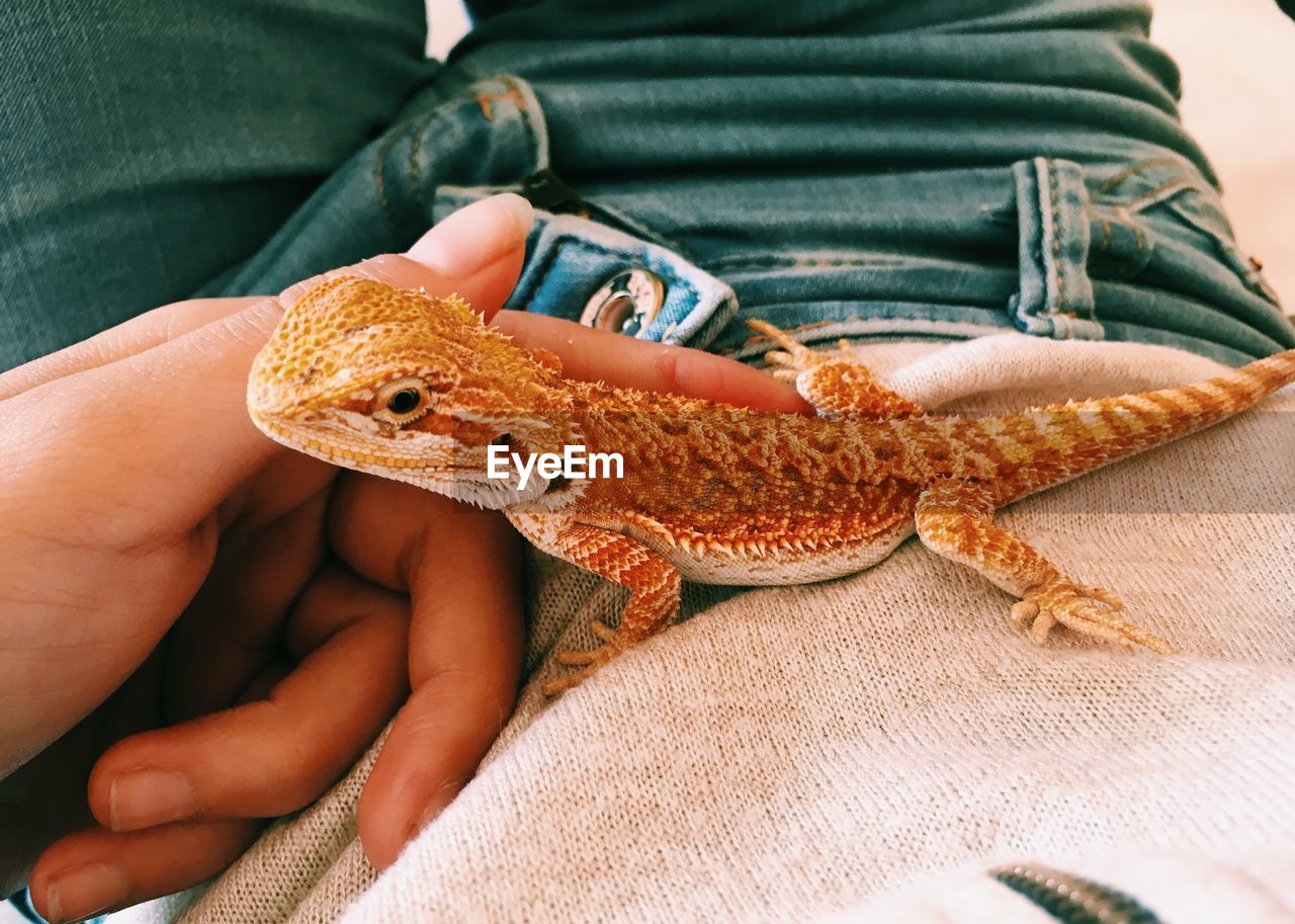 Midsection of man touching lizard