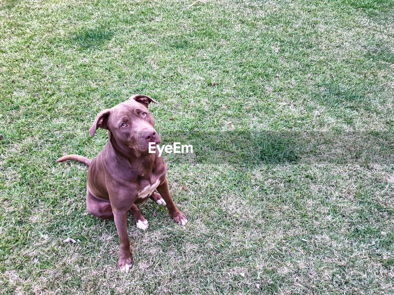 HIGH ANGLE VIEW OF DOG ON GRASS