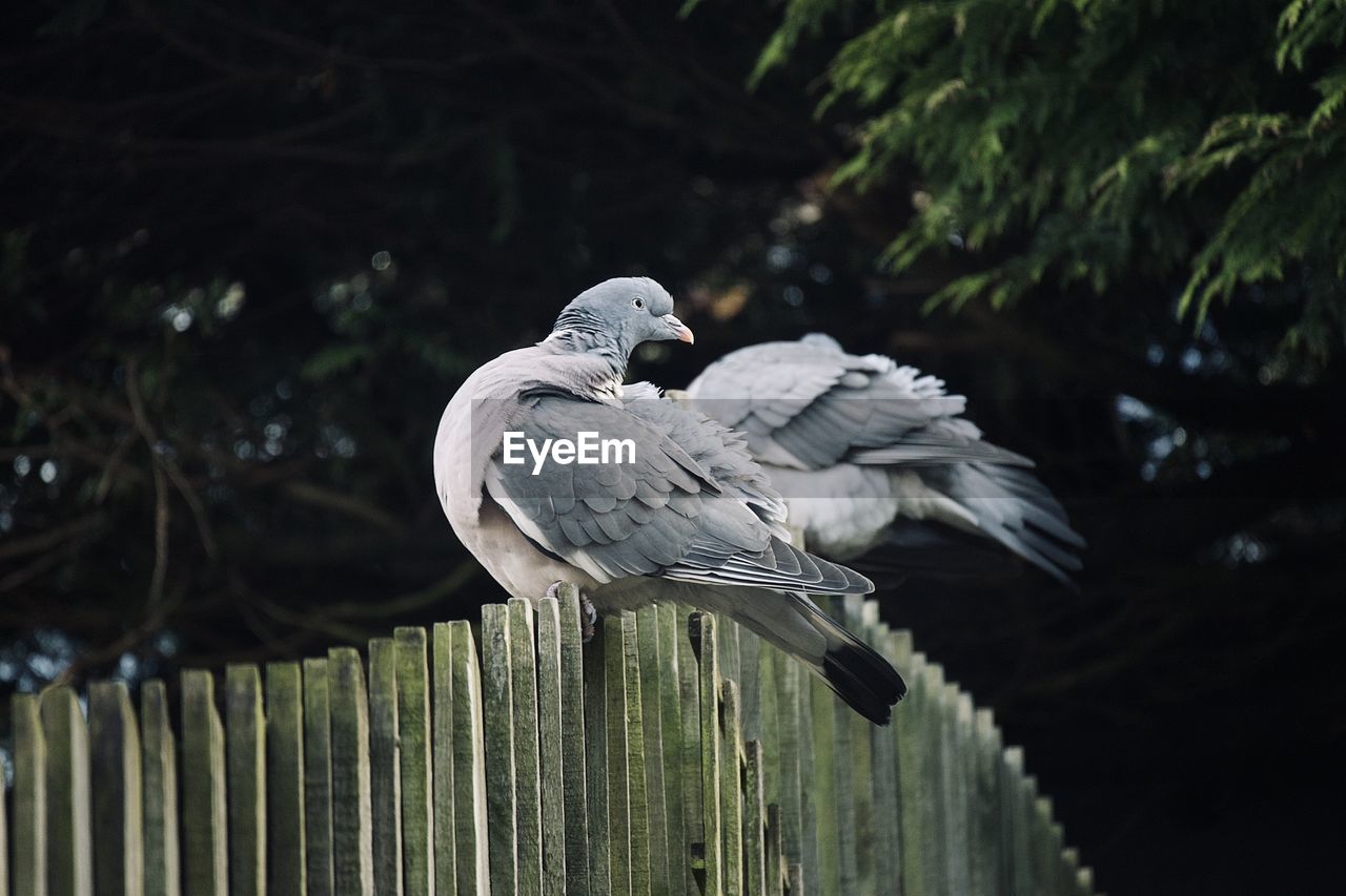 BIRD PERCHING ON RAILING