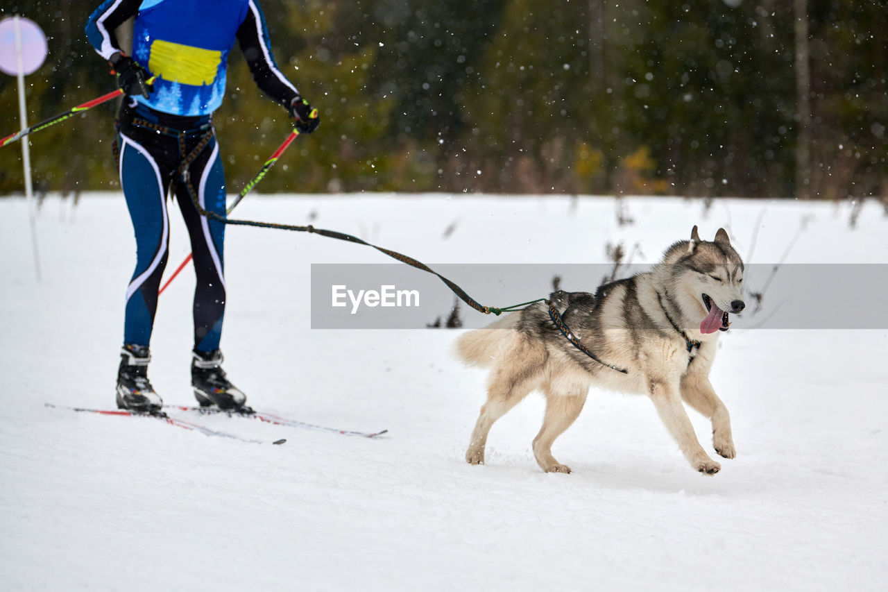 Skijoring dog racing. winter dog sports competition. siberian husky dog pulls skier