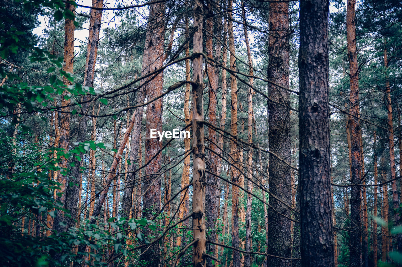 Trees in forest