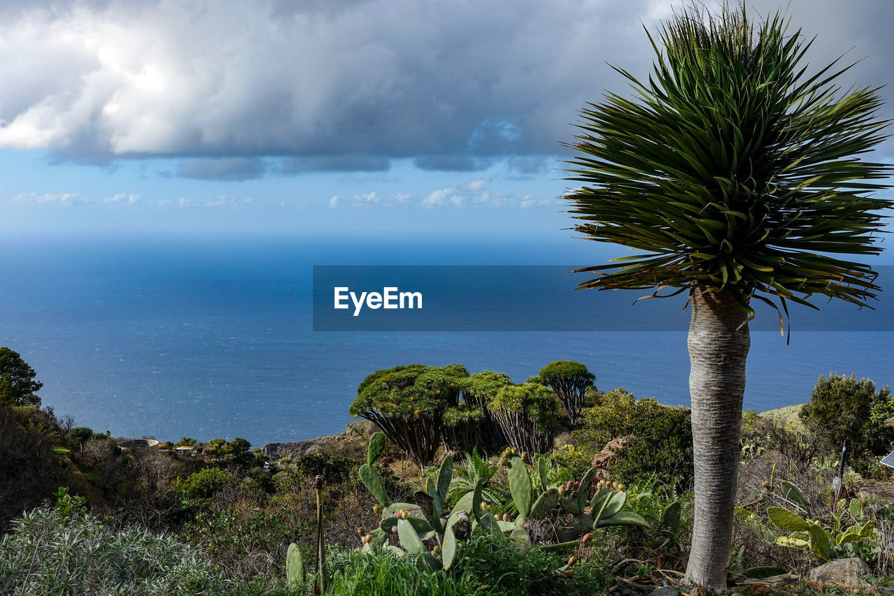 Palm trees by sea against sky