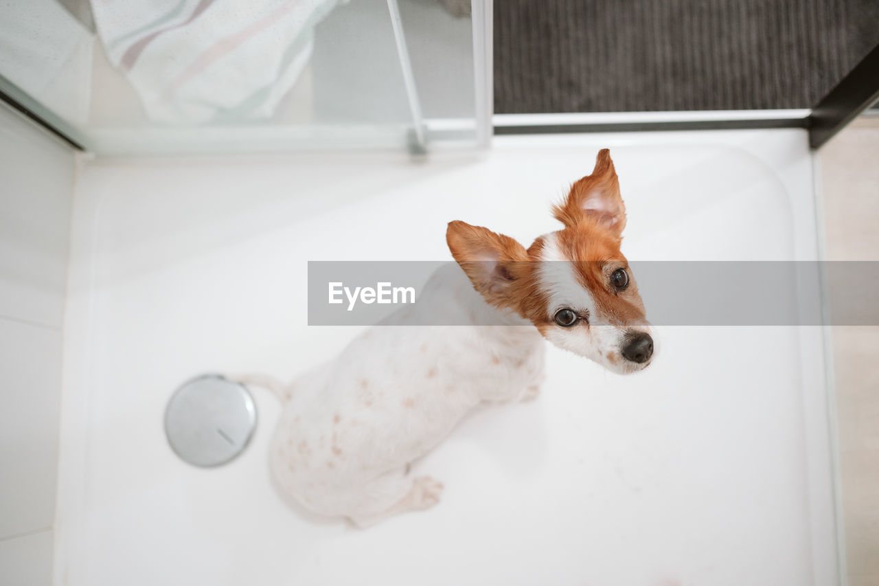 Top view of cute jack russell dog sitting in shower ready for bath time. pets indoors at home