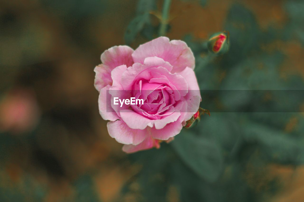 CLOSE-UP OF PINK ROSES